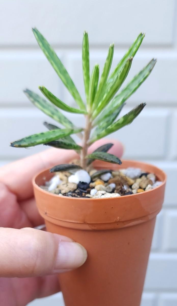 Amazon.co.jp: カランコエ 錦蝶 多肉植物 苗 : おもちゃ